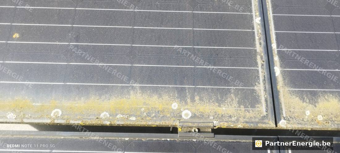 Colonies de lichens colorés sur le bord d'un panneau solaire